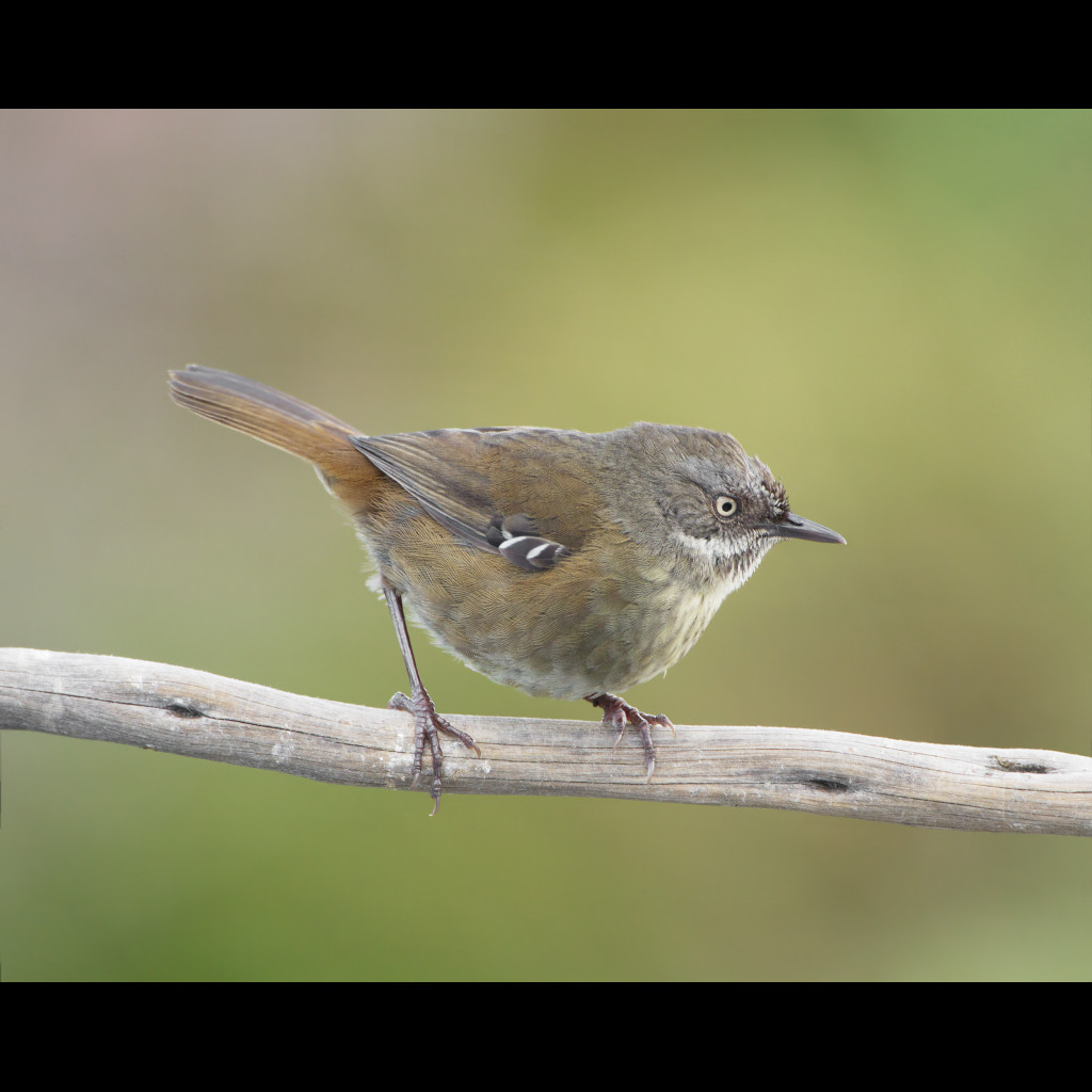 Tasmanian Scrubwren