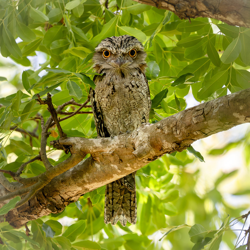 Tawny Frogmouth