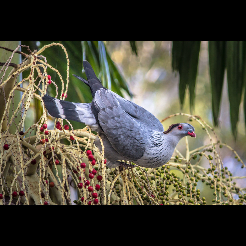 Topknot Pigeon