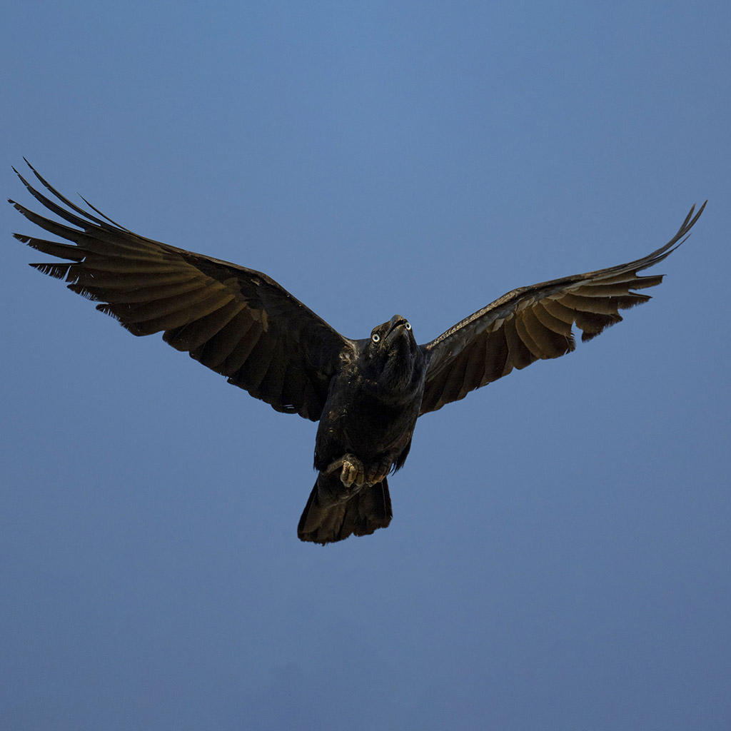 Torresian crow