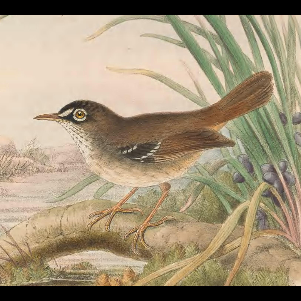 Tropical Scrubwren