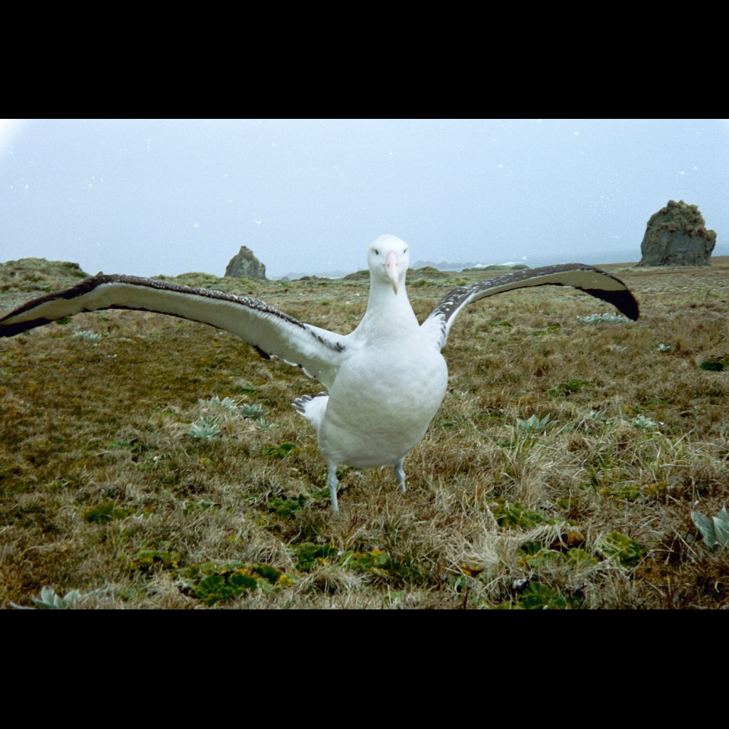 Wandering Albatross