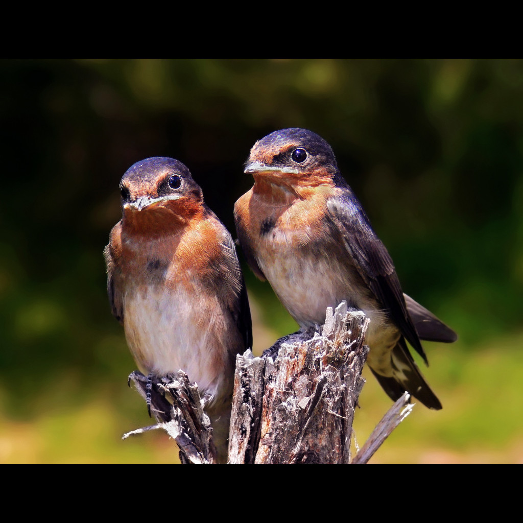 Welcome Swallow