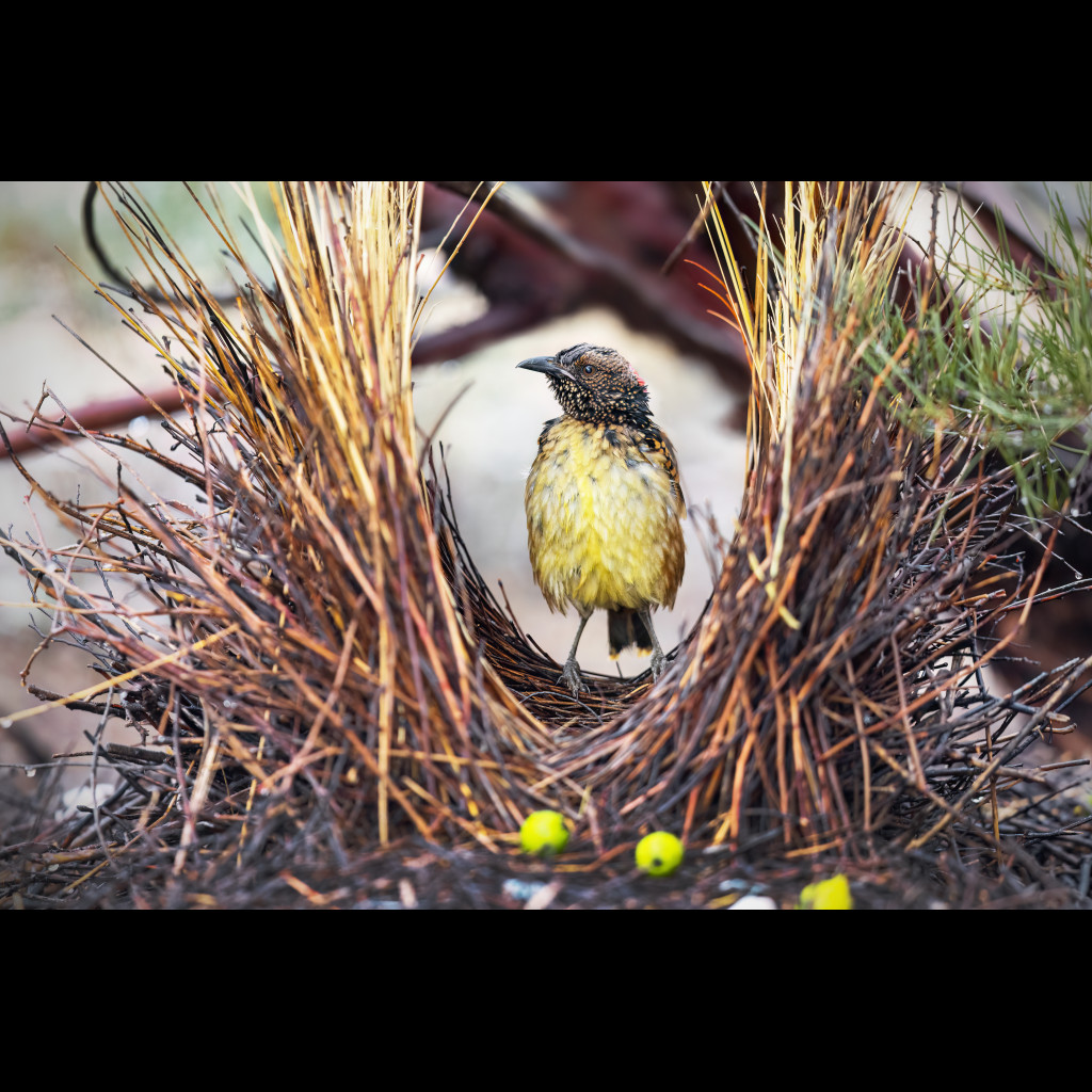 Western Bowerbird