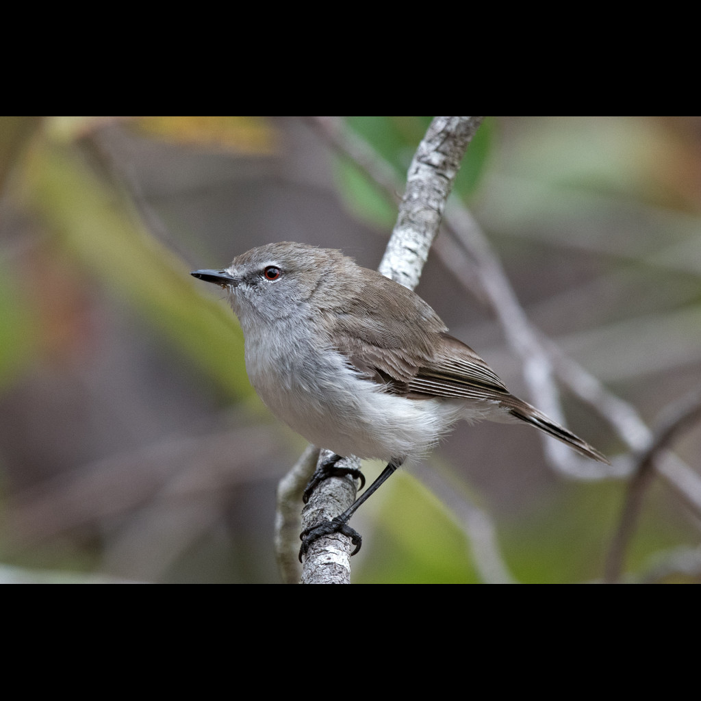 Western Gerygone