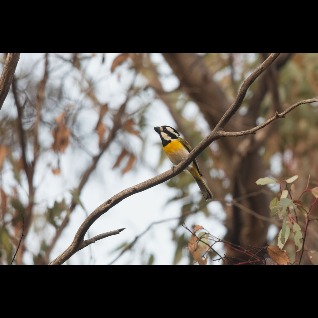 Western Shrike-tit