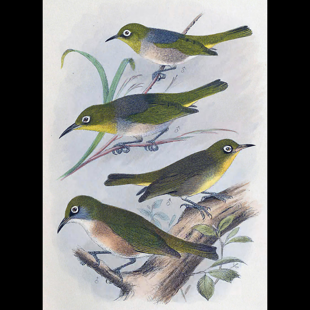 White-chested White-eye