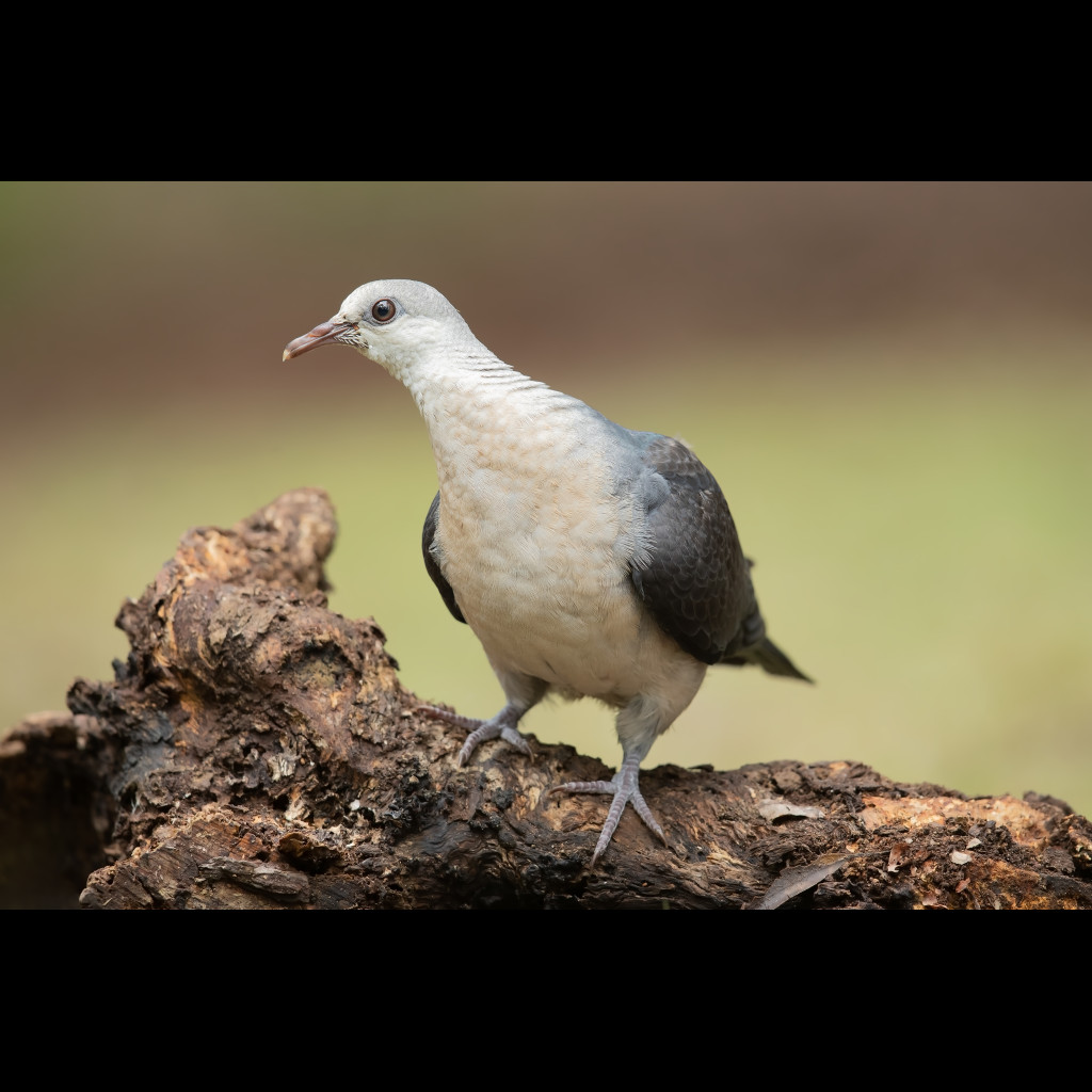 White-headed Pigeon