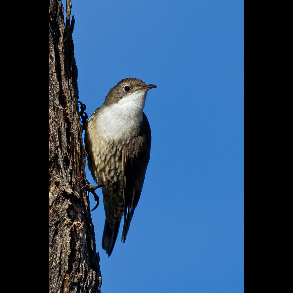 White-throated Treecreeper