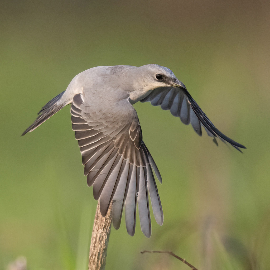 White-bellied cuckooshrike