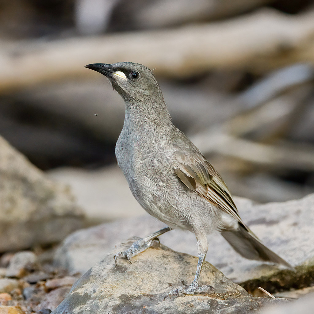 White-gaped honeyeater