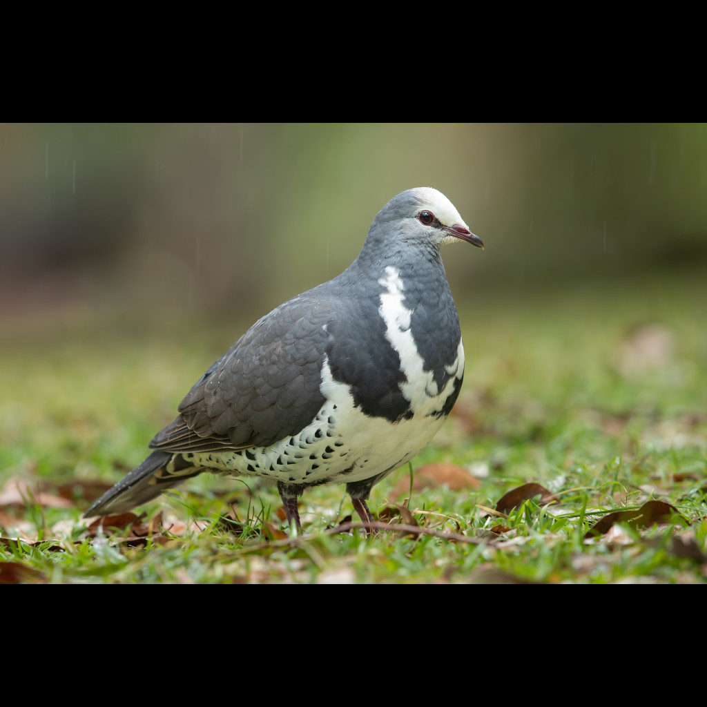 Wonga Pigeon