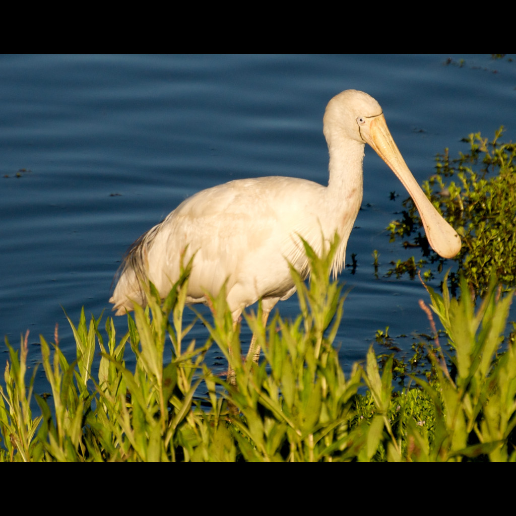 Yellow-billed Spoonbill