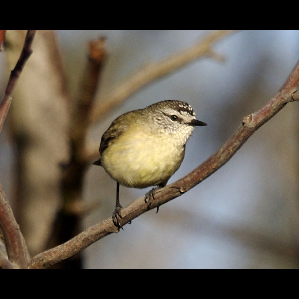 Yellow-rumped Thornbill