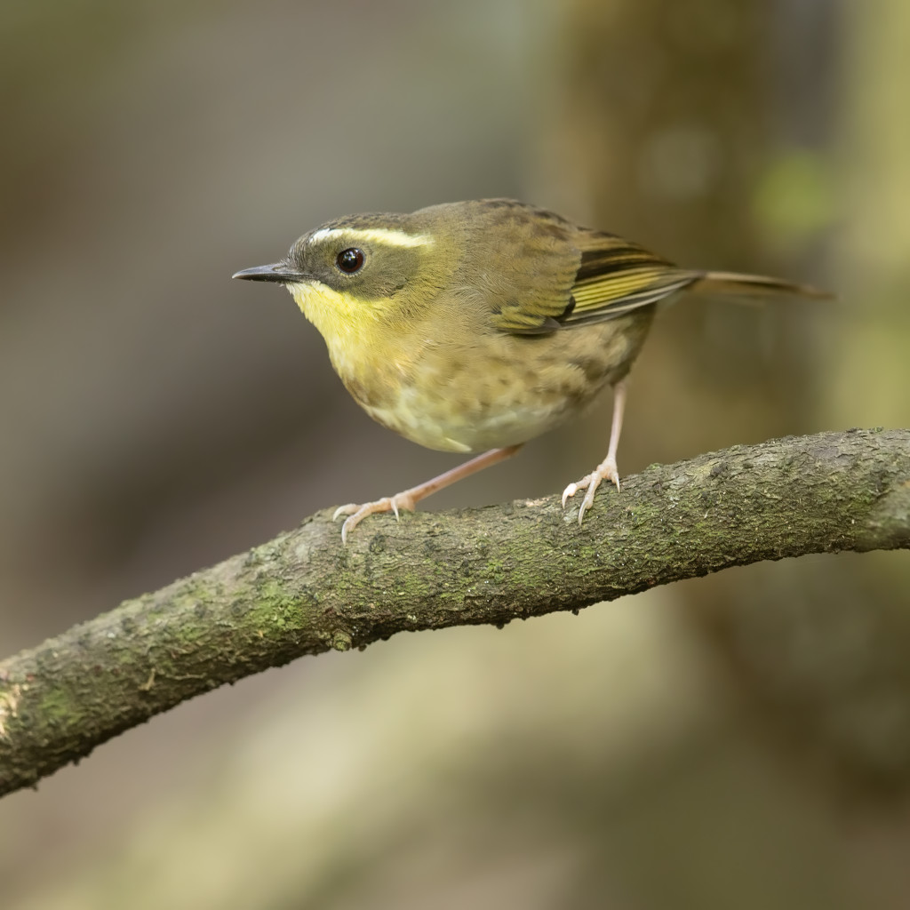Yellow-throated Scrubwren