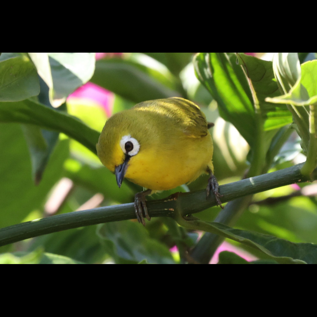 Yellow White-eye